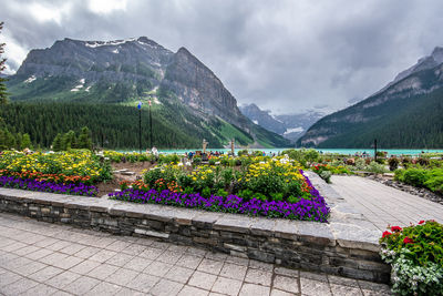 Beautiful flowering plants by mountains against lake, trees, mountains and cloudy sky