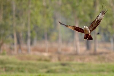 Close-up of eagle flying against blurred background