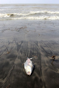 High angle view of dead fish at beach 