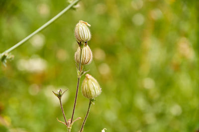 Close-up of flowering plant