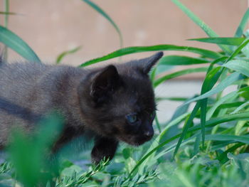 Close-up portrait of a cat