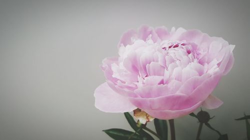 Close-up of pink flower against white background