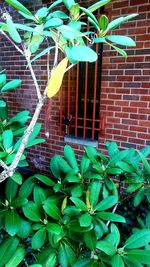 Close-up of plant growing outdoors