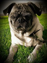 Portrait of dog sitting on grass