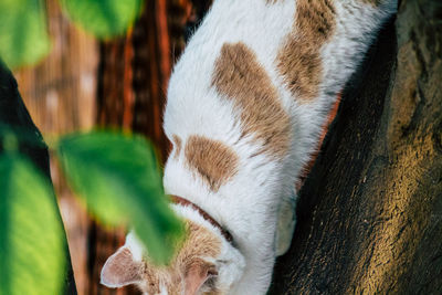 Close-up of cat sleeping