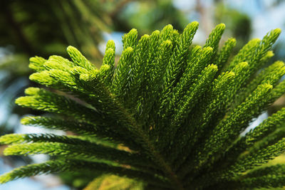 Close-up of green leaves