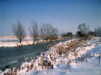 Bare trees on snow covered landscape