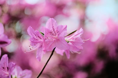 Close-up of pink cherry blossom