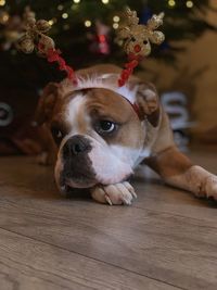 Portrait of  a christmasdog lying on floor at home