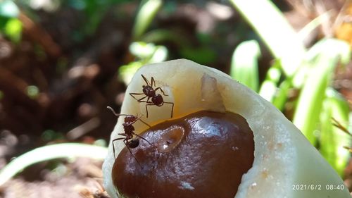 Close-up of insect on fruit