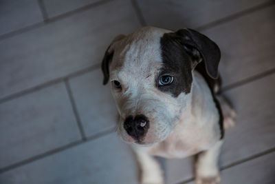 High angle portrait of dog