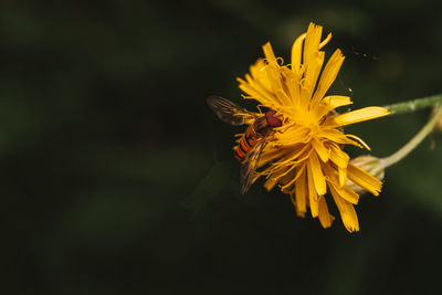 Close-up of yellow flower