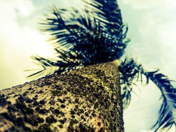 Close-up of plant against blurred background