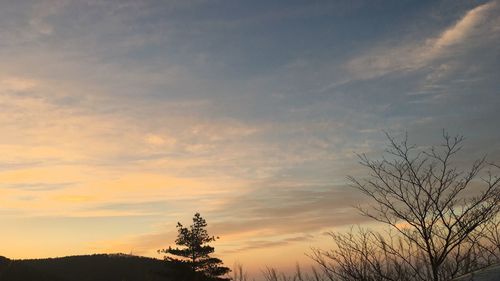 Low angle view of silhouette trees against sky at sunset