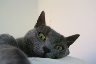 Close-up portrait of a cat