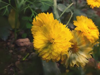 Close-up of yellow flowering plant