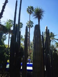 Low angle view of palm trees against blue sky