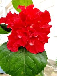 Close-up of red rose