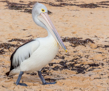 View of bird on beach