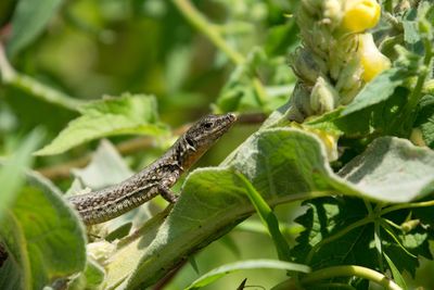 Close-up of insect on plant