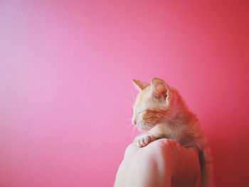 Close-up of hand holding cat