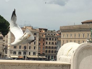 Seagull flying over buildings in city against sky