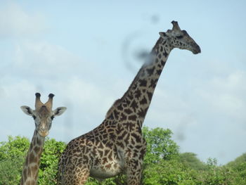 View of giraffe against sky