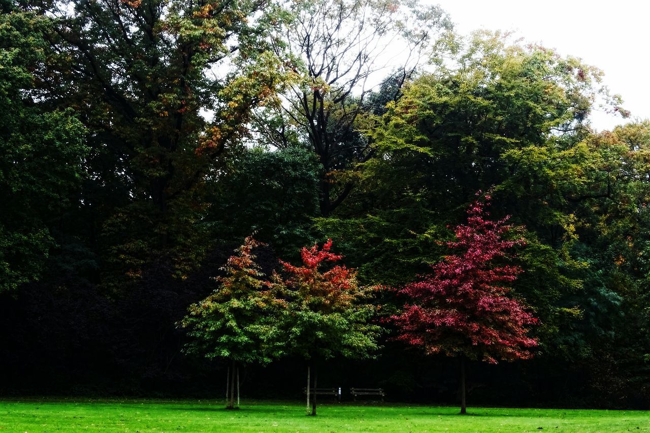 tree, grass, growth, green color, beauty in nature, flower, tranquility, nature, park - man made space, tranquil scene, field, freshness, branch, scenics, grassy, park, lush foliage, landscape, green, sky