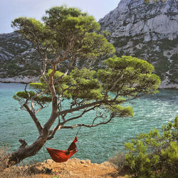 Tree by sea against sky