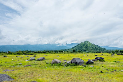 View of sheep on landscape against sky