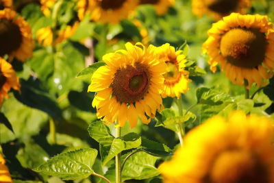 Close-up of yellow flowering plant