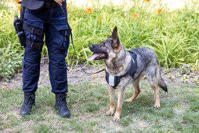 Policeman with a german shepherd on duty. police dog.