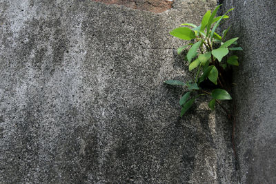 Close-up of plant