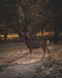 Deer standing in a forest