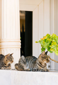 Cats relaxing by plant