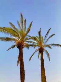 Low angle view of palm tree against clear sky