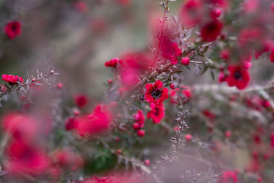 Close-up of red berries on plant