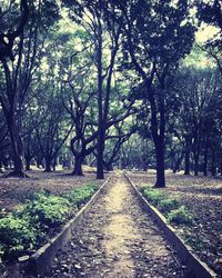 Railroad track amidst trees on landscape