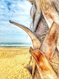 Close-up of driftwood on beach against sky