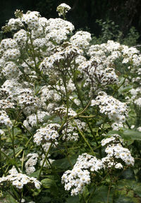 Close-up of white flowering plants in garden