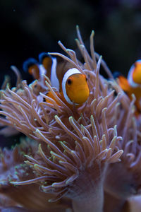 Clown fish in duncan coral 