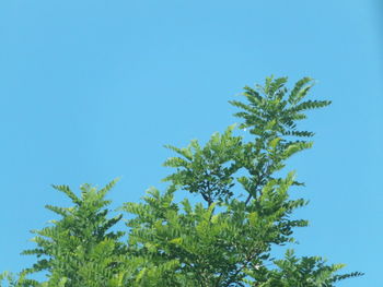 Low angle view of tree against clear blue sky