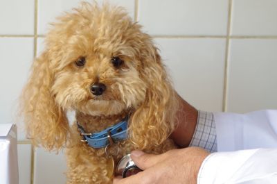Cropped image of veterinarian examining dog at clinic