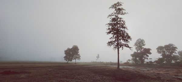 Trees on field against sky