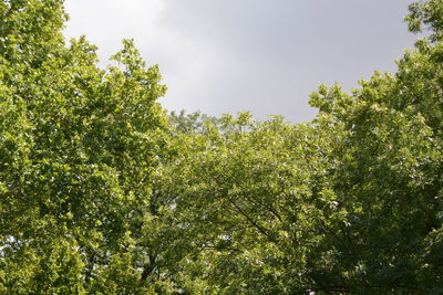 Low angle view of trees against sky
