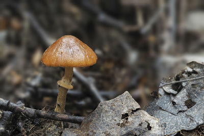 Close-up of mushroom growing on field