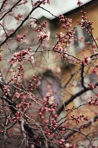 Low angle view of apple blossoms in spring