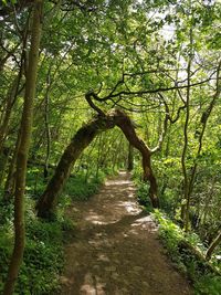 Trees in forest