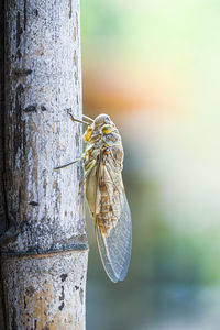 Close-up of insect on tree trunk