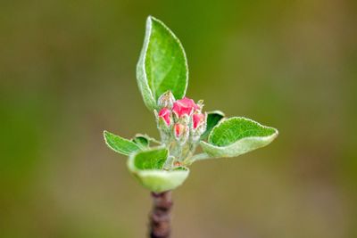 Pink apple blossom on a green background